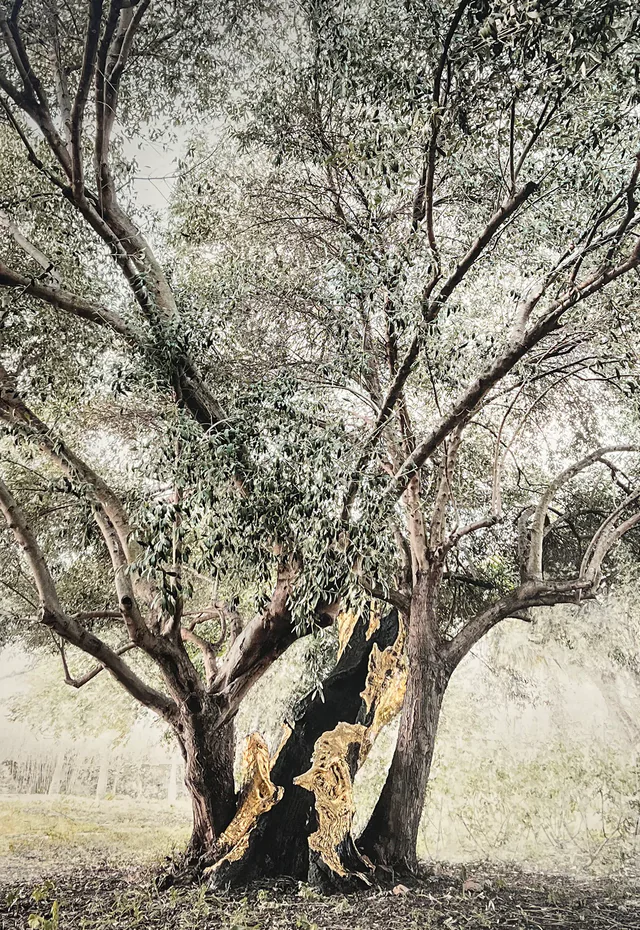 Florence Di Benedetto, The Mother Olive Tree