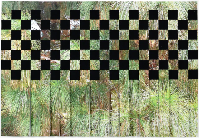 Giorgia Severi, Pinus Canariensis